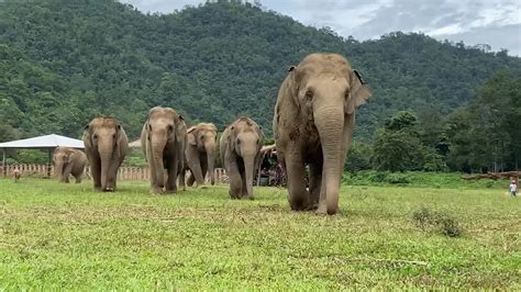 7 Best Ethical Elephant Sanctuaries In Chiang Mai - 2023 Review