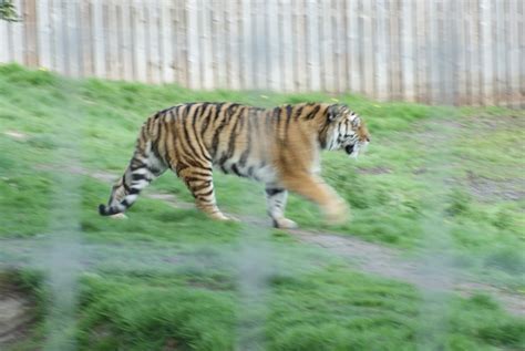 "Yorkshire Wildlife Park, Doncaster, South Yorkshire" by David Walter ...