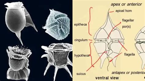 Dinoflagellate - Definition, Structure, Reproduction, Importance, Examples - Biology Notes Online