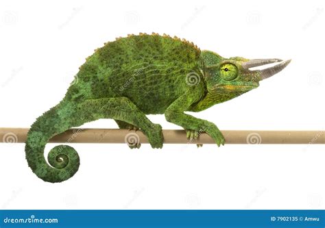 Jackson s Chameleon Royalty Free Stock Photo - Image: 7902135