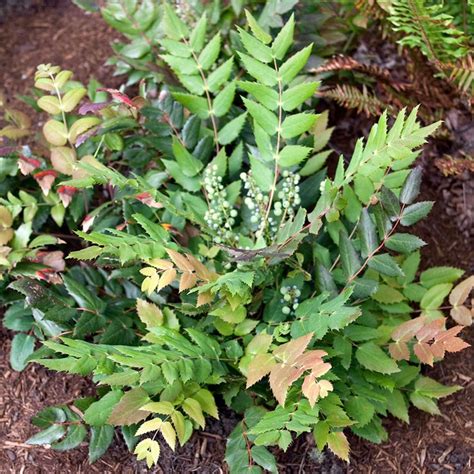 Mahonia nervosa | Wayside Gardens