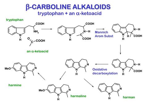 PPT - BIOSYNTHESIS OF INDOLE ALKALOIDS PowerPoint Presentation, free download - ID:610215