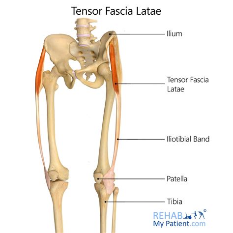 Tensor Fascia Latae | Rehab My Patient