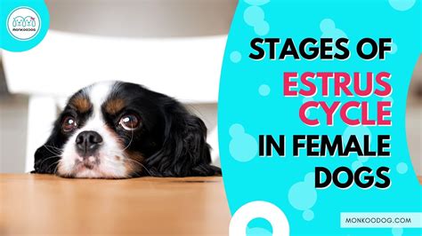 Stages of Estrus Cycle in Dogs - Monkoodog