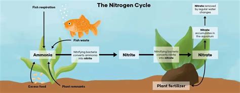 The Aquarium Nitrogen Cycle