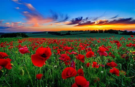 Sunset poppy field, pretty, amazing, poppies, bonito, sunset, sky ...