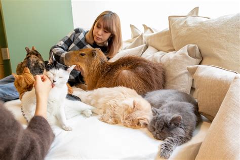 Japan’s first-ever capybara cat cafe opens in Tokyo | SoraNews24 -Japan News-