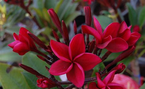 Rare Seed - Lot 5 - Shop | Infinite Frangipani NZ