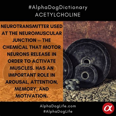 What Is Acetylcholine?