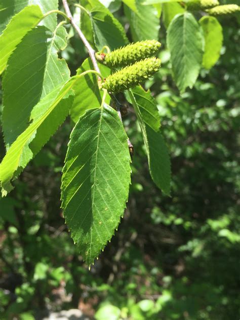 Maryland Biodiversity Project - Sweet Birch (Betula lenta)