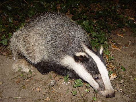 Difference Between Badger and Honey Badger | Facts, Features, Behaviour ...