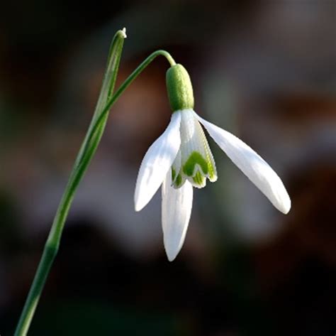 Snowdrops