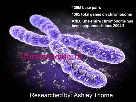 Chromosome 10 Researched by: Ashley Thorne 136M base pairs 1305 total ...