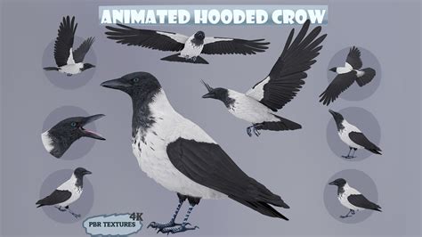 Realistic Animated Hooded Crow in Characters - UE Marketplace