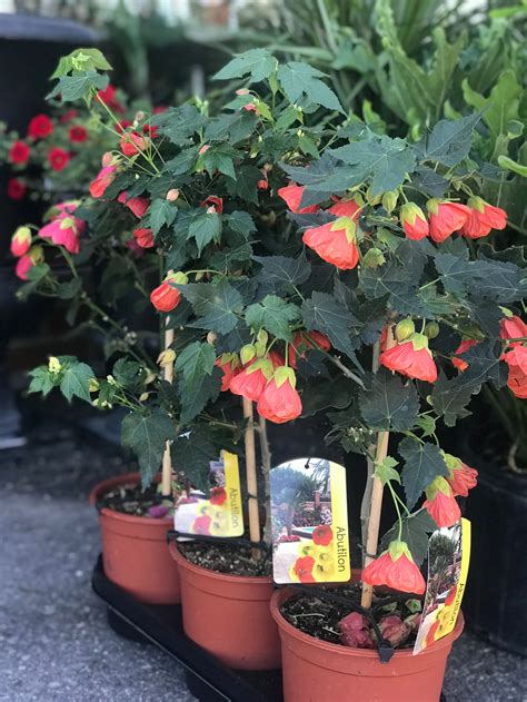 Abutilon (Flowering Maple)