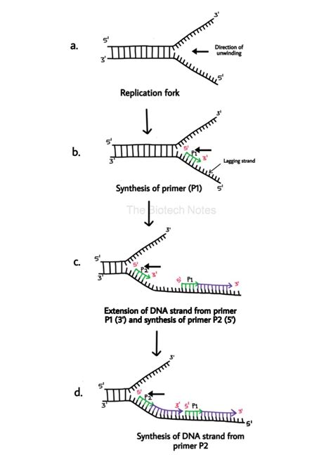 DNA Replication: Prokaryotes. – The Biotech Notes