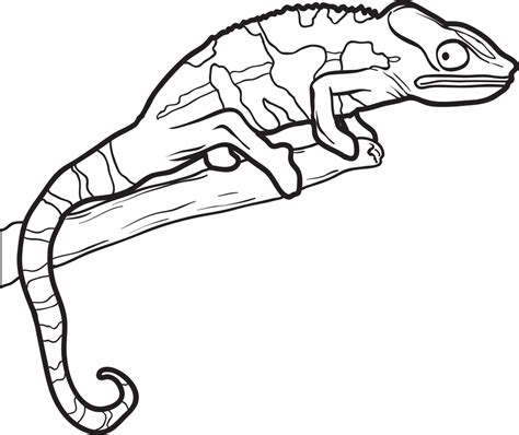 12+ Best Lizard Coloring