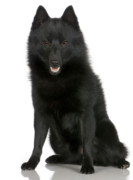 Schipperke Information, Facts, Pictures, Training and Grooming