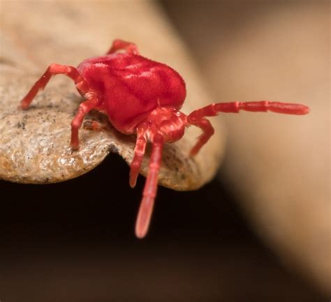 Clover Mites: Are These Tiny Red Bugs Dangerous? | Moyer