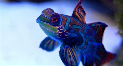 Mandarinfish Facts | Food | Size | Images | Pictures