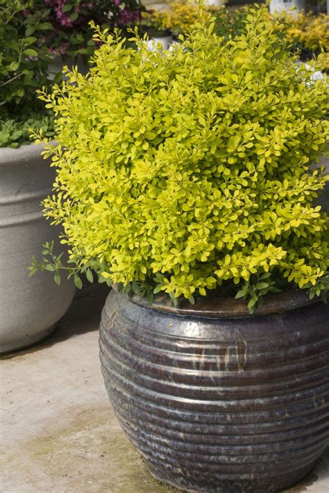 47 best Shrubs for Containers images on Pinterest | Container garden, Garden shrubs and ...