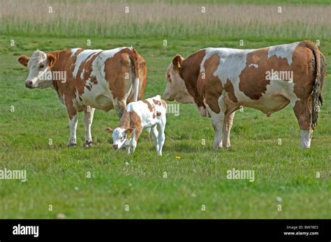 Simmental Cattle