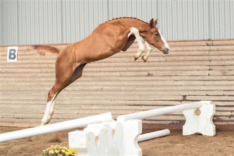 The Swedish Warmblood Association presents its 2018 collection of elite ...