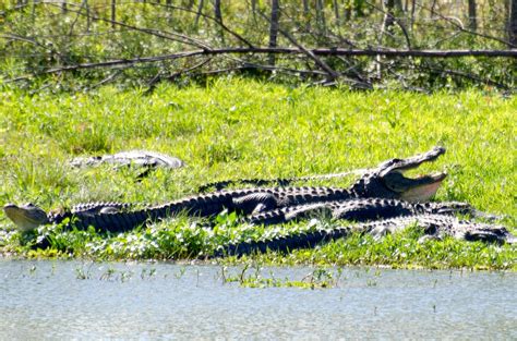 Urban Wildlife Guide: Florida Wildlife