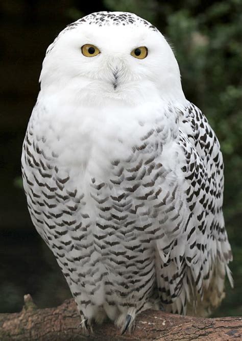 Snowy Owls