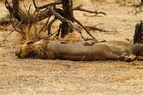 406 Pride Lions Sleeping Photos - Free & Royalty-Free Stock Photos from Dreamstime