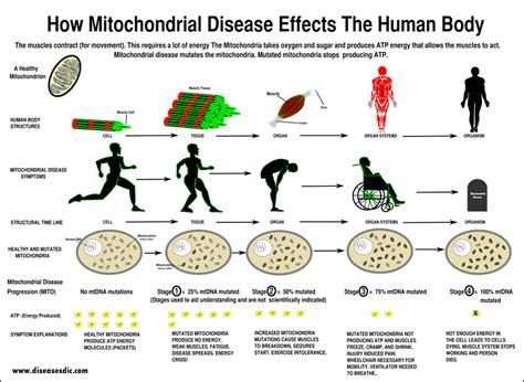 Mitochondrial Disease - Overview, Causes and Treatment