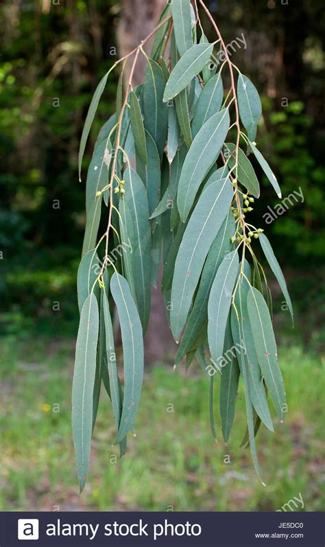 red river gum leaves - Google Search Tree Leaves, Plant Leaves ...