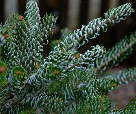 Abies koreana 'Silberlocke' Korean Fir - Kigi Nursery