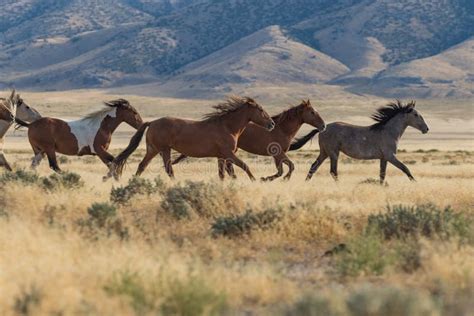 Wild Horses Running Wallpaper