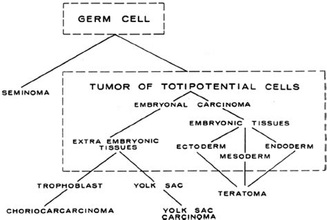 Histogenesis of germ cell tumors (courtesy of G. Barry Pierce ...