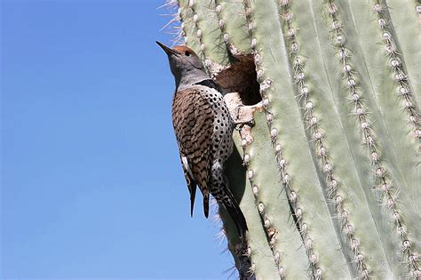 Desert Birds - Cactus Garden: The Sonoran Desert with Child-Friendly Facts