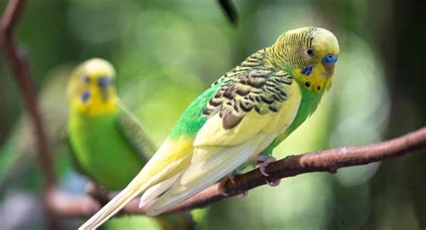 Parakeet Names – 350 Ideas For Naming Your Beautiful Bird