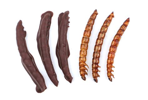 Edible Superworms Covered in Delicious Chocolate - Thailand Unique Food Gifts