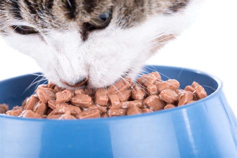 The Best Wet Cat Foods of 2021 - Pet Life Today