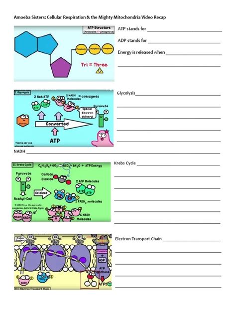 Amoeba Sisters Digestive System Worksheet - Printable Word Searches