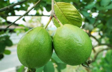 Top 5 and widely used varieties of Guava in India