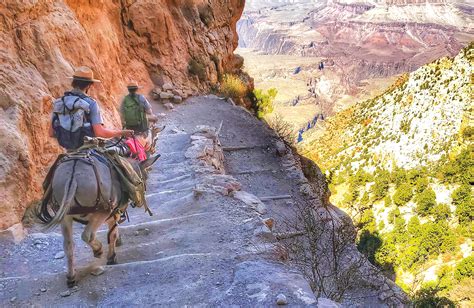 Return of the burro: Grand Canyon rangers run with racing burros ...