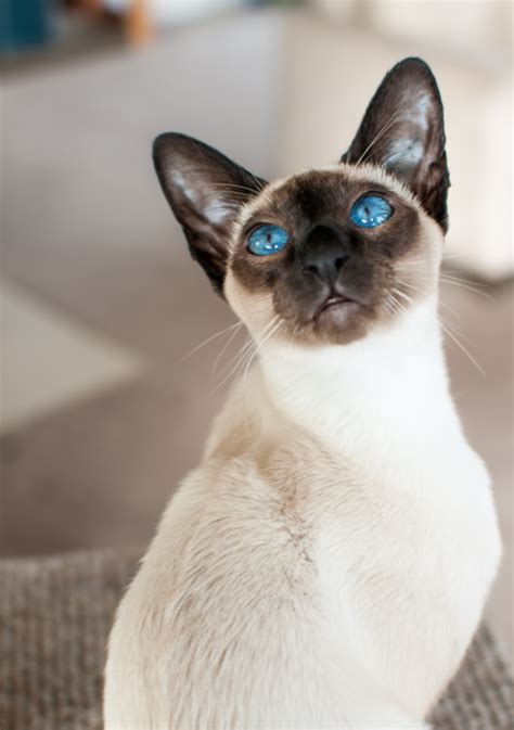 Blue Seal Siamese Cat - British Shorthair