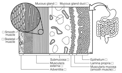 Esophagus Layers Histology Coloring Book | The Best Porn Website