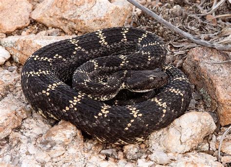 Snake Species Found in the Tucson Area