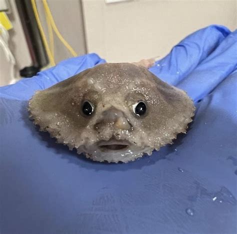 Scientists Discover New Deep-Sea Creature and He's a F**ked Up Little Guy - Funny Article ...