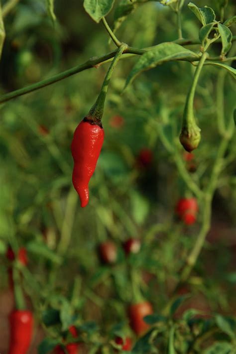 Fresh red chilly in garden Photograph by Ameya M - Fine Art America