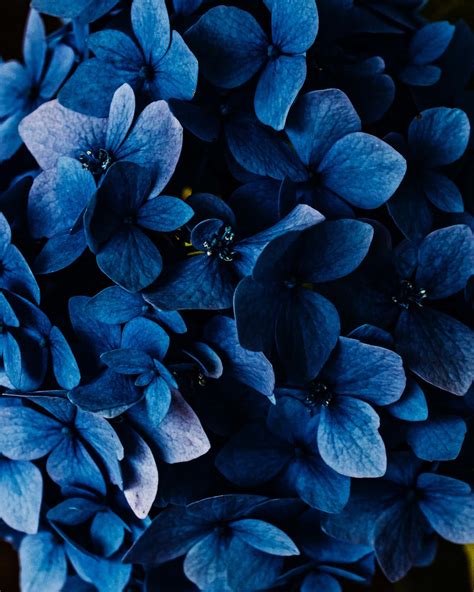 Dark Blue Flower Wallpaper