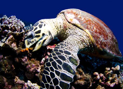 Hawksbill Sea Turtle - Florida's Species