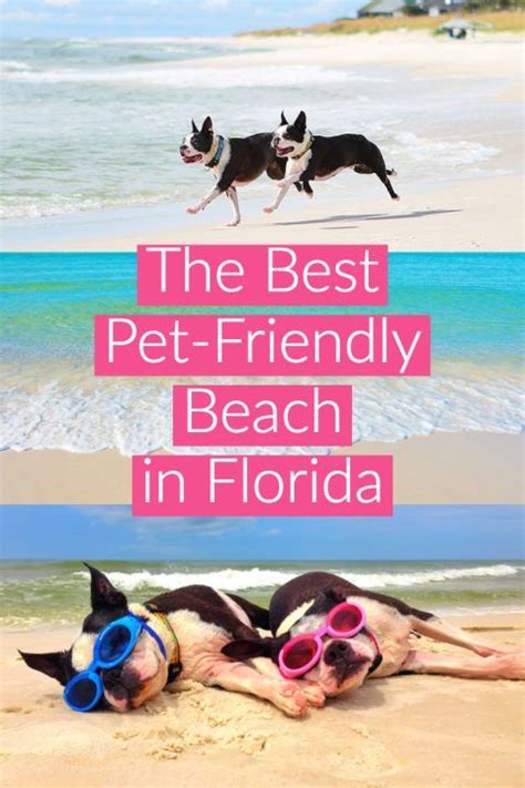 pet friendly hotels pensacola beach florida - Jestine Song